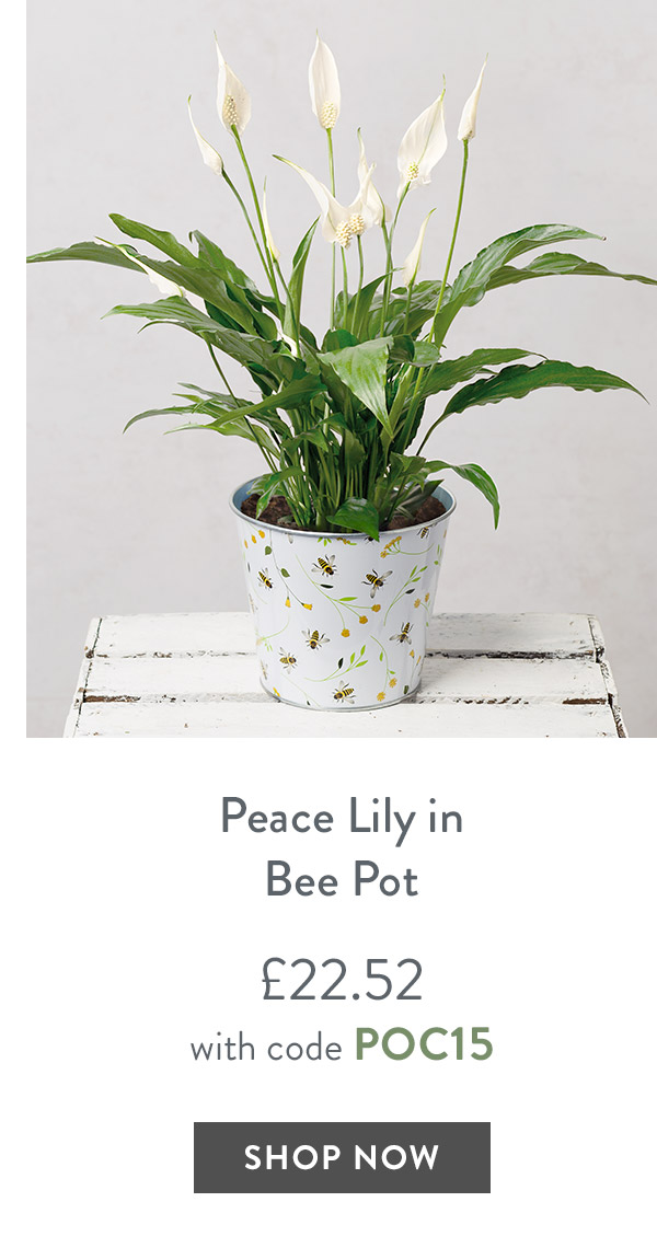 Peace Lily in Bee Pot - only &pound;22.52 with code