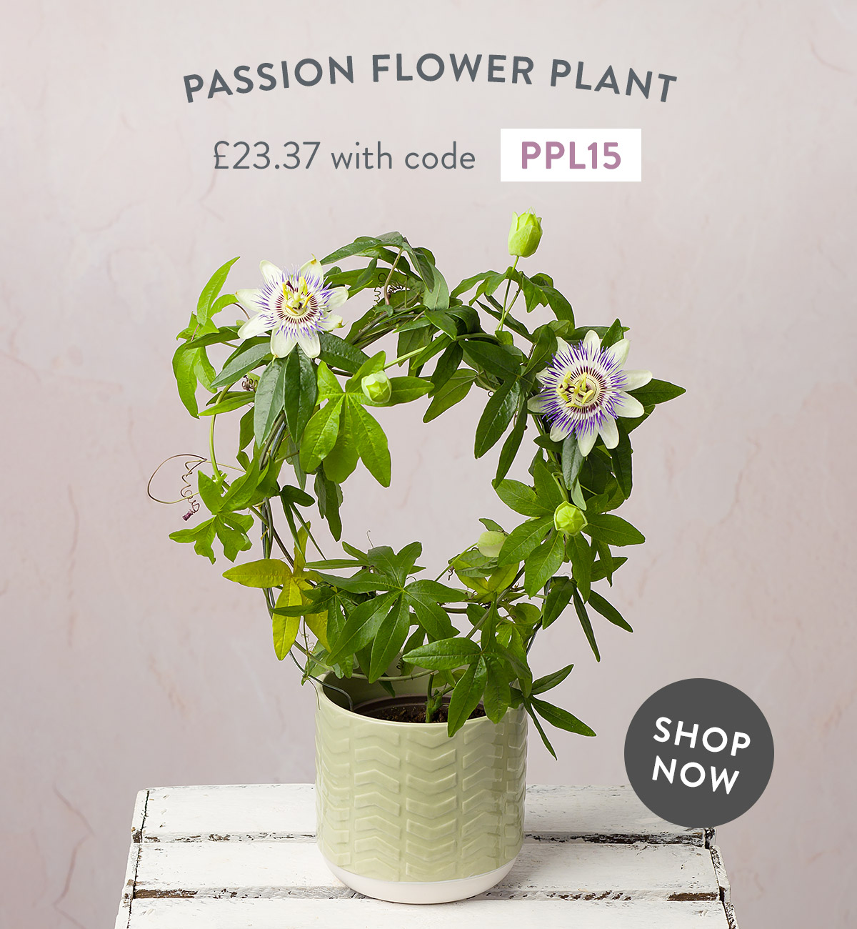 Passion Flower Plant - only &pound;23.37 with code