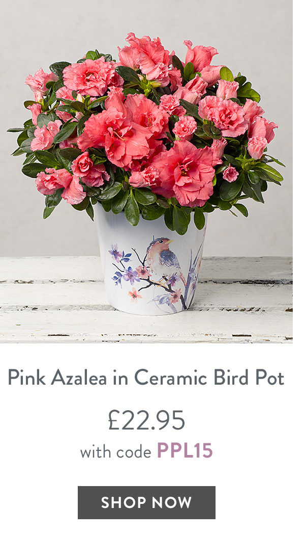 Pink Azalea in Bird Pot - only &pound;22.95 with code