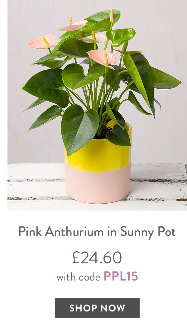 Pink Anthurium in Sunny Pot - only &pound;24.60 with code