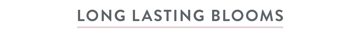 Long LAsting Bloomsv