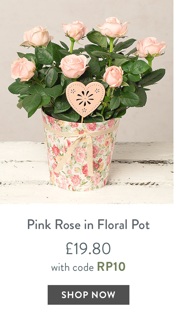 Pink Rose in Floral Pot - only &pound;19.80 with code