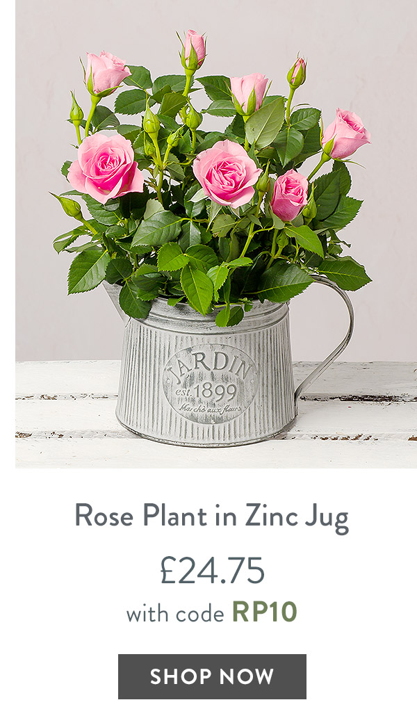 Pink Rose in Zinc Jug - only &pound;24.75 with code