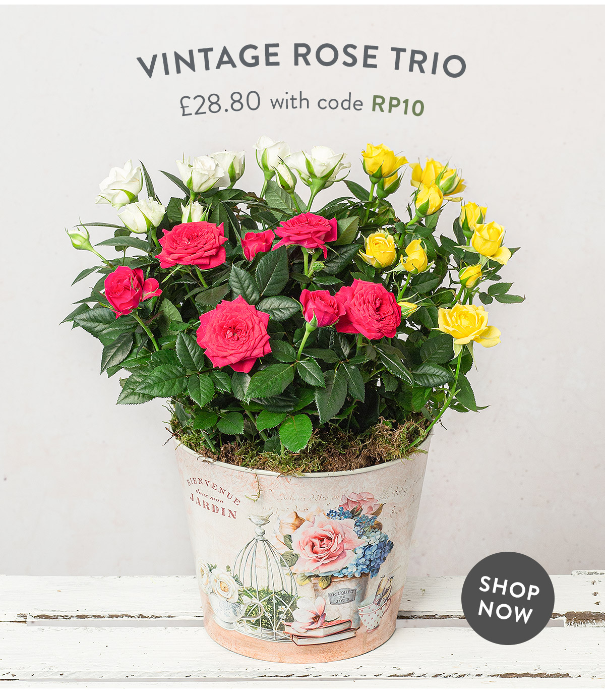 Vintage Rose Trio - only &pound;28.80 with code