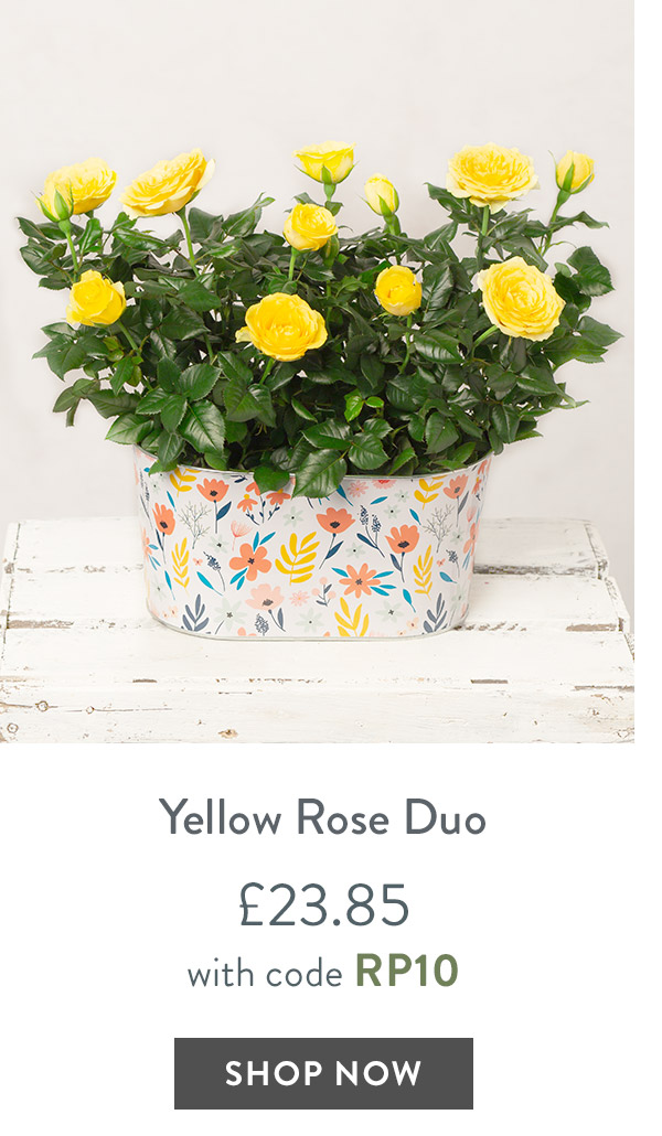 Yellow Rose Duo - only &pound;23.85 with code