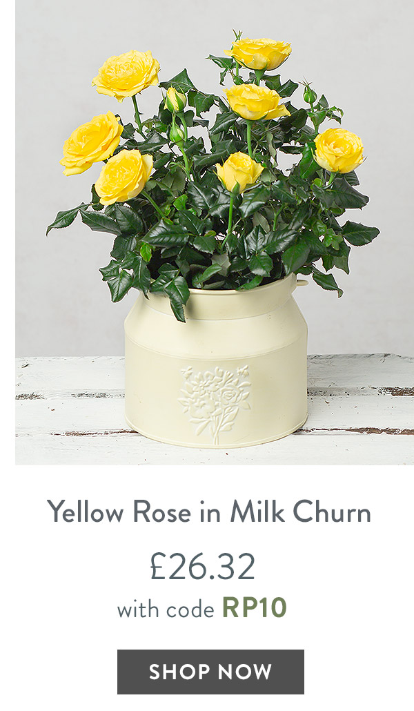 Yellow Rose in Milk Churn - only &pound;26.32 with code