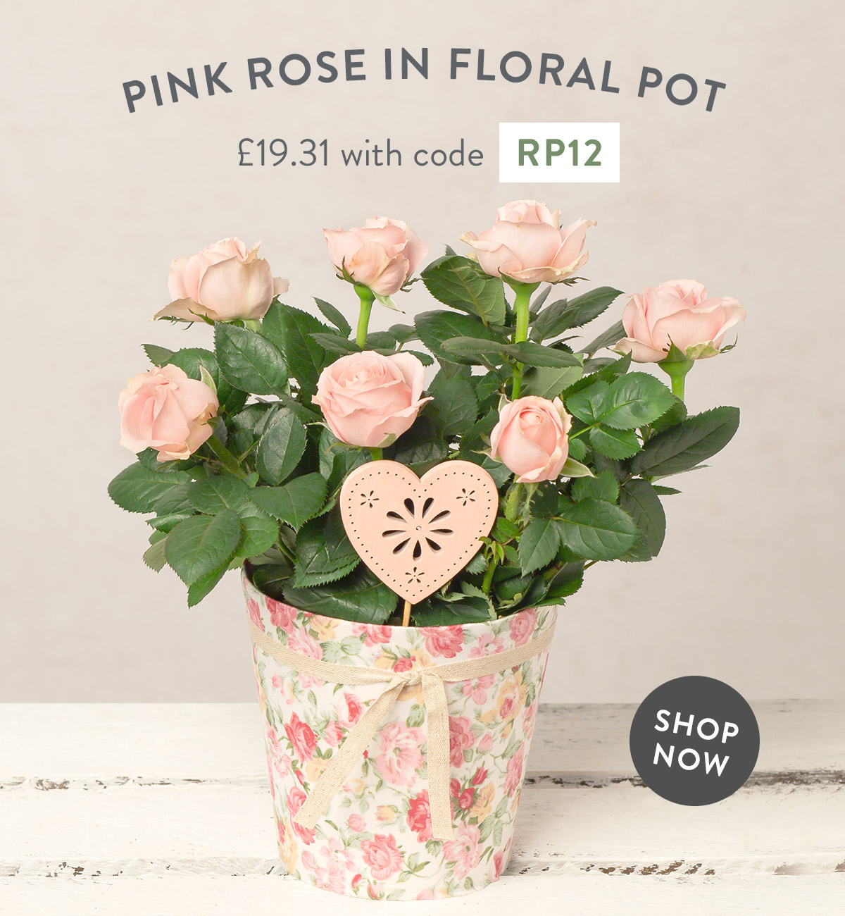 Pink Rose in Floral Pot - only &pound;19.31