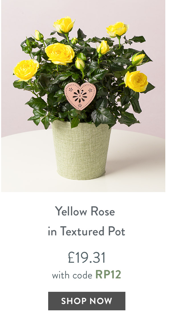 Yellow Rose in Textured Pot - only &pound;19.31