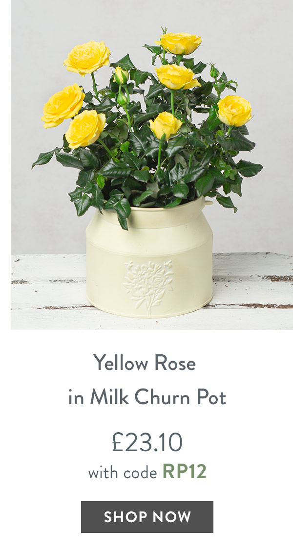 Yellow Rose in Milk Churn Pot - only &pound;23.10