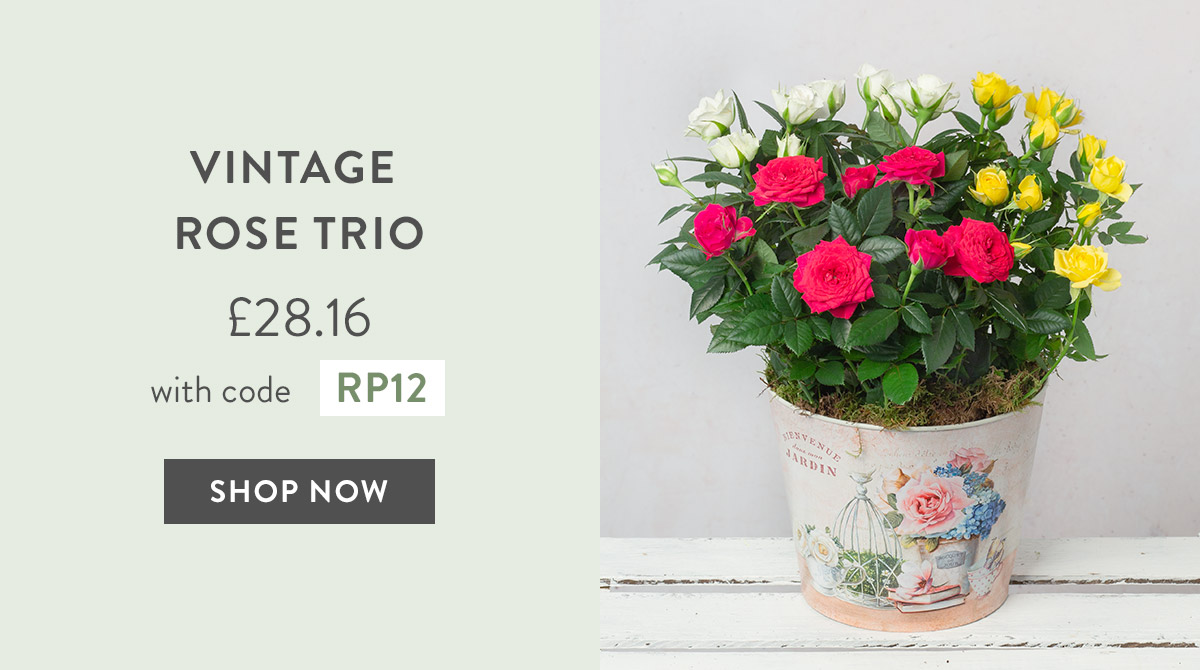 Vintage Rose Trio - only &pound;28.16