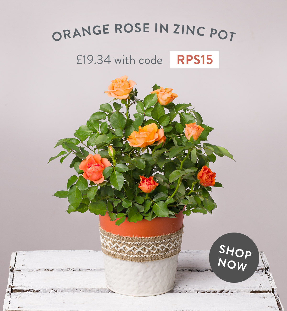 Orange Rose in Zinc Pot - only &pound;19.34 with code