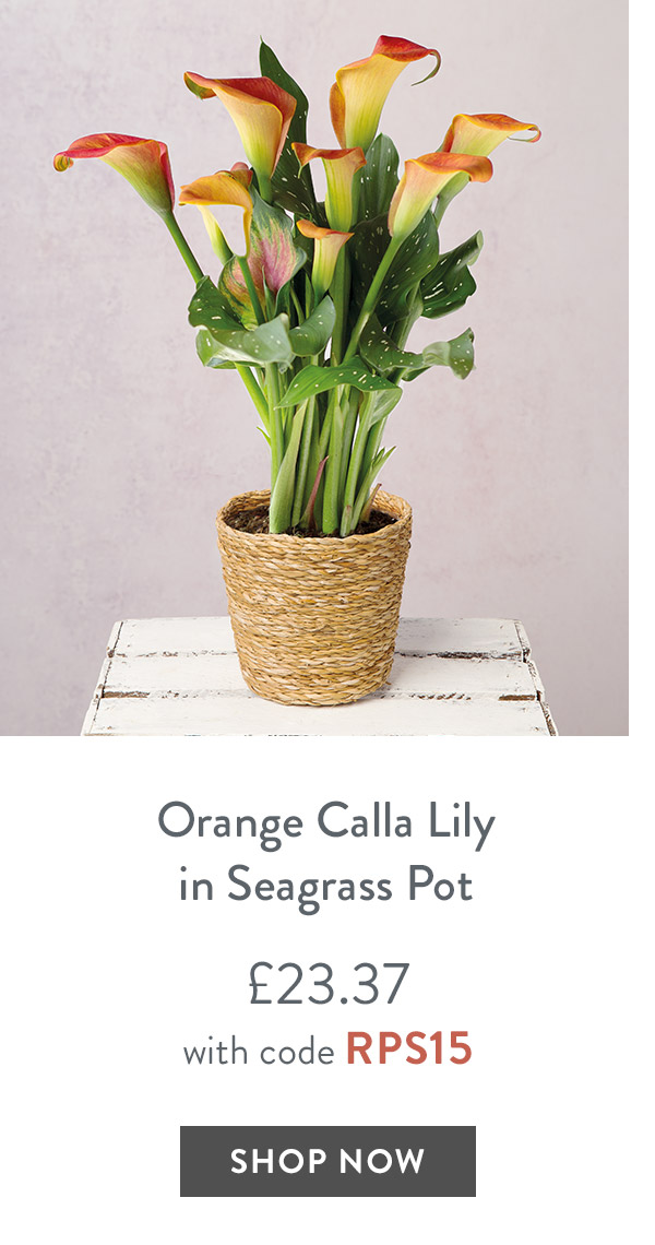 Orange Calla Lily in Seagrass Pot - only &pound;23.37 with code