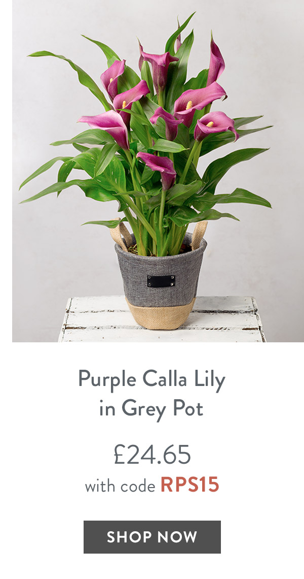 Purple Calla in Grey Pot - only &pound;24.65 with code