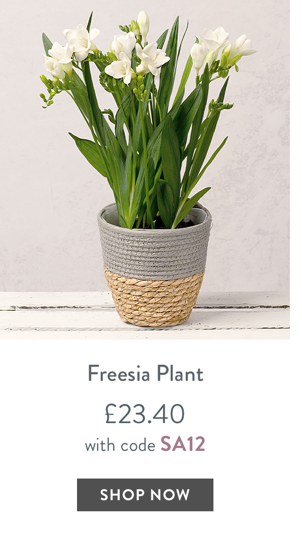 Freesia Plant - only &pound;23.40 with code