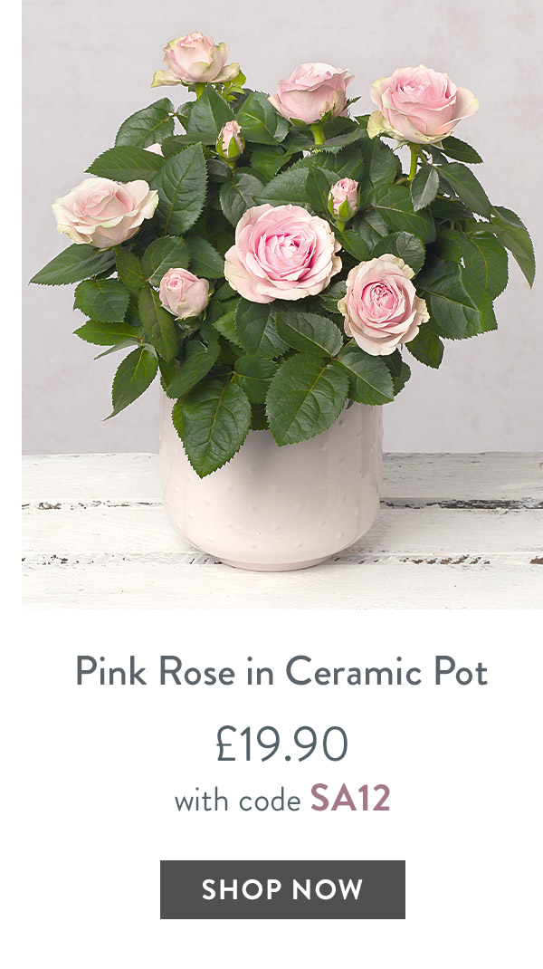 Pink Rose in Ceramic Pot - only &pound;19.90 with code