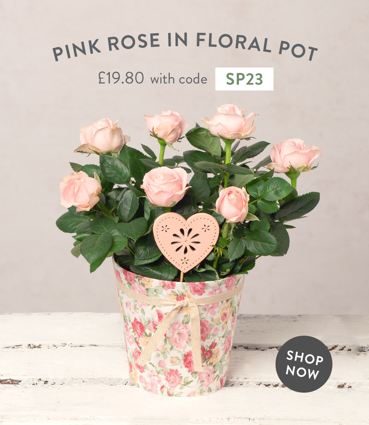 Pink Rose in Floral Pot - only &pound;19.80