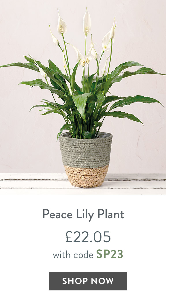 Peace Lily Plant - only &pound;22.05