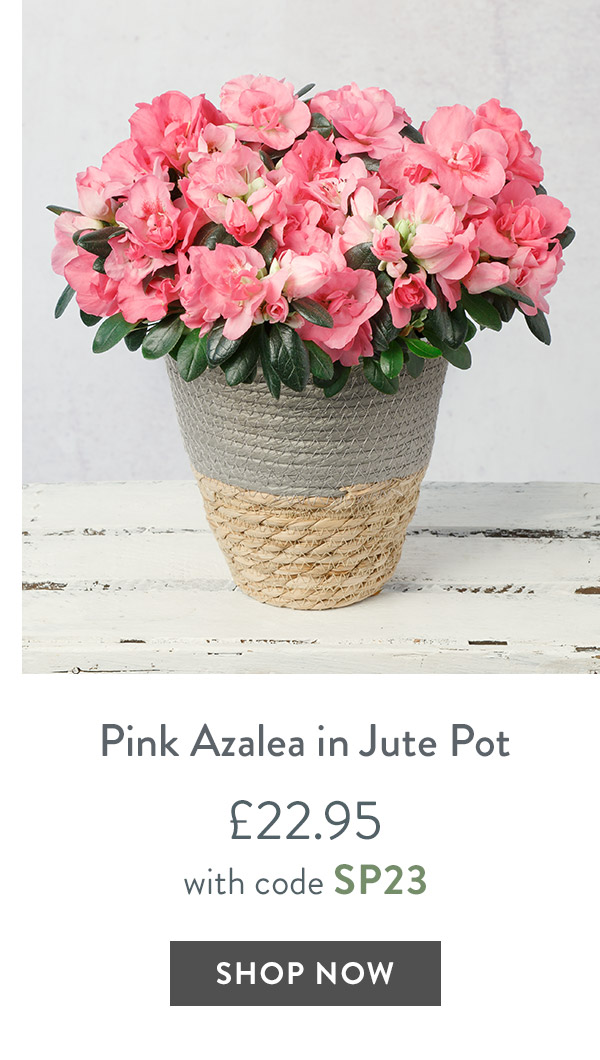 Pink Azalea in Jute Pot - only &pound;22.95