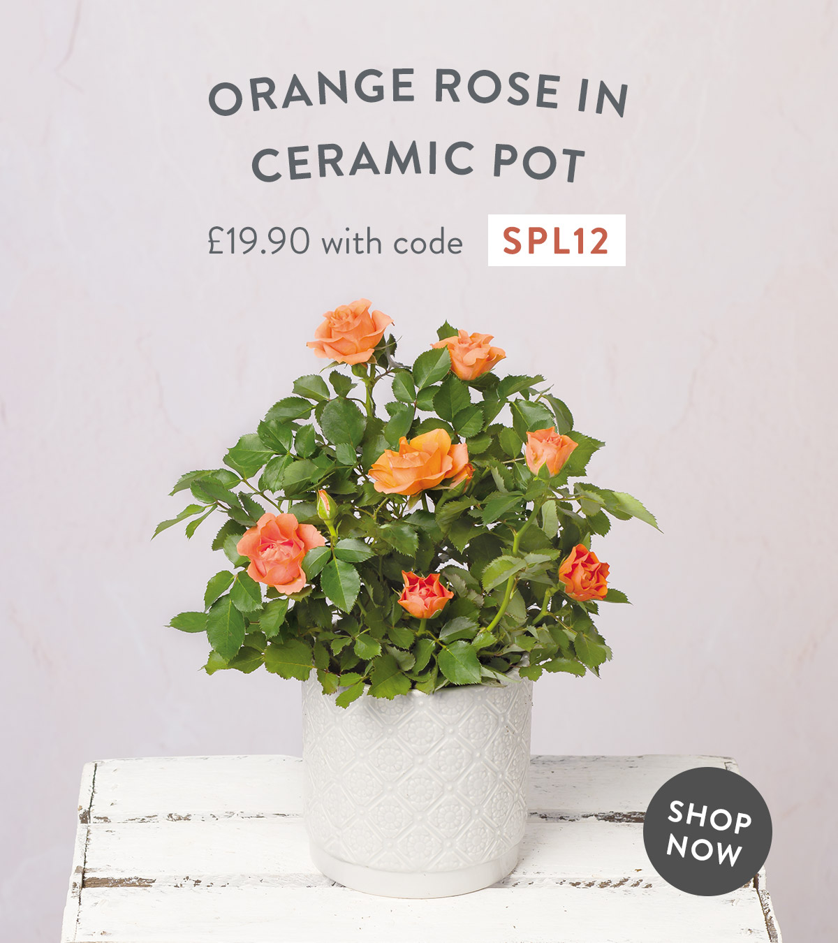 Orange Rose in Ceramic Pot - only &pound;19.90
