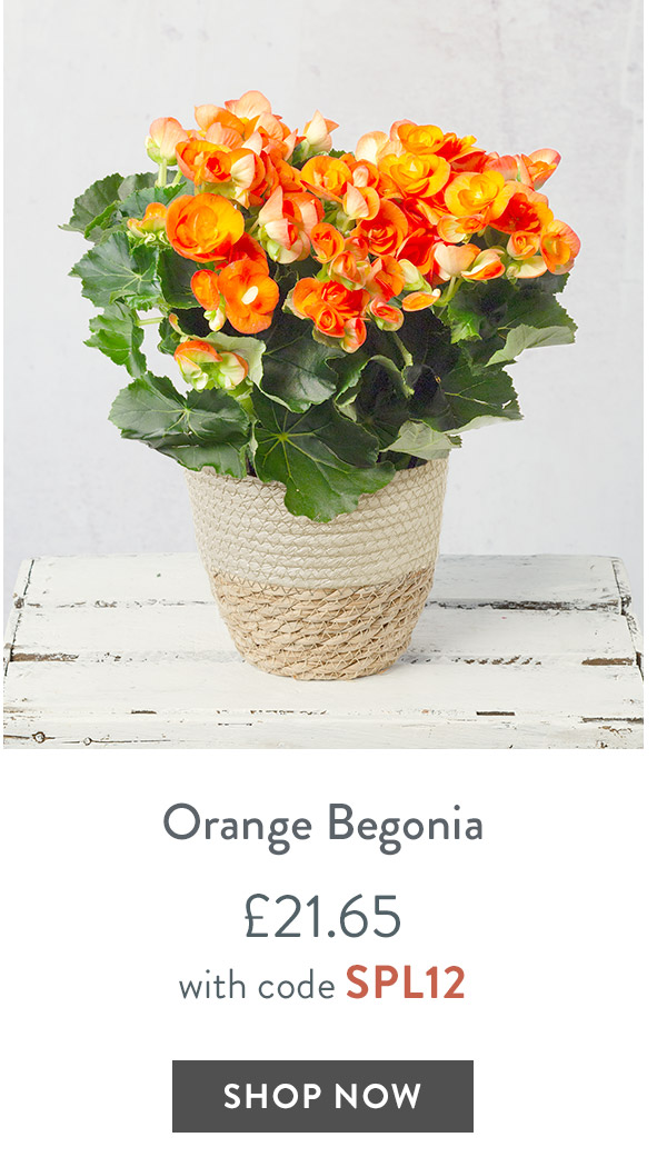 Orange Begonia- only &pound;21.65