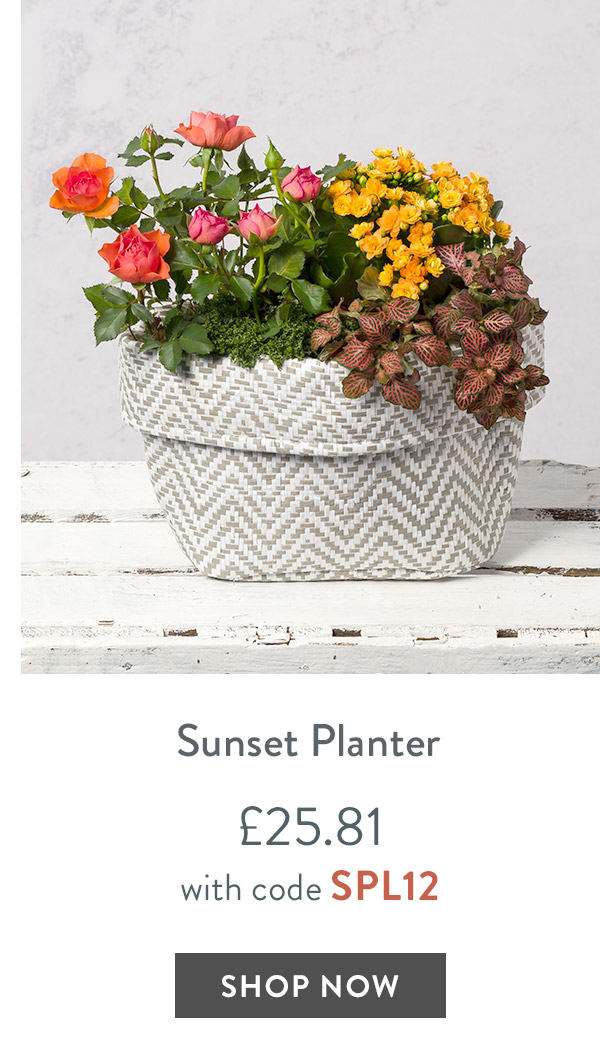 Sunset Planter - only &pound;25.81