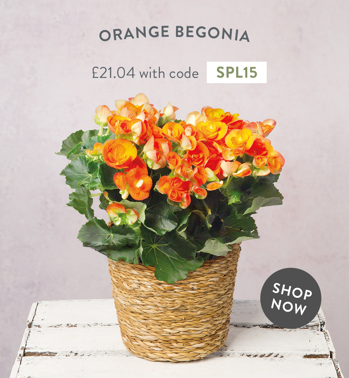 Orange Begonia in Seagrass Pot - only &pound;21.04 with code