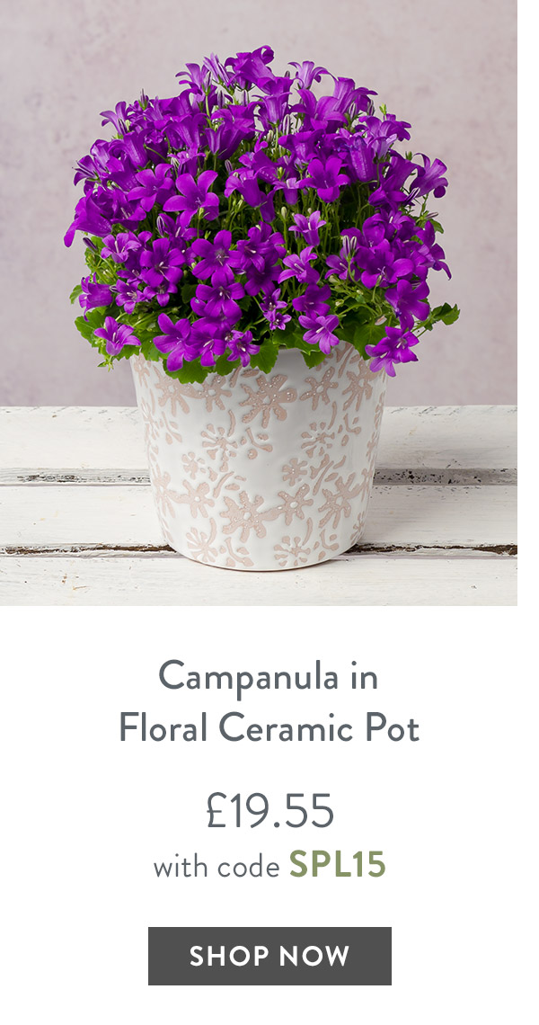 Campanula in Floral Ceramic Pot - only &pound;19.55 with code