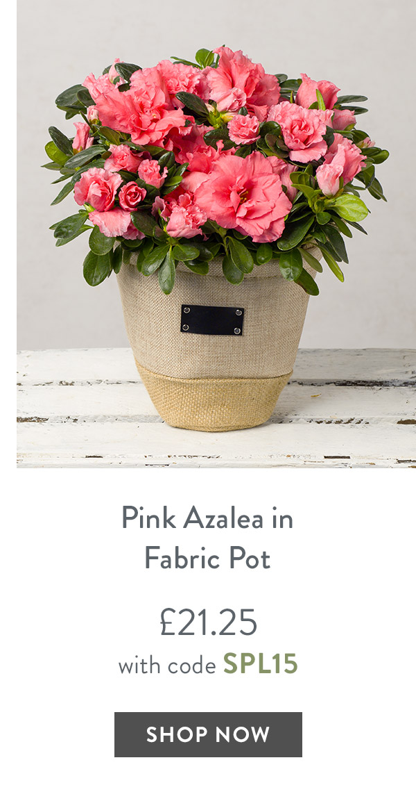 Pink Azalea in Fabric Pot - only &pound;21.25 with code