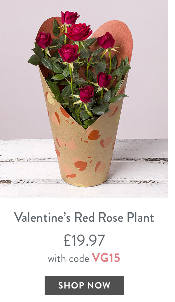 Valentine's Red Rose Plant - only &pound;19.97 with code
