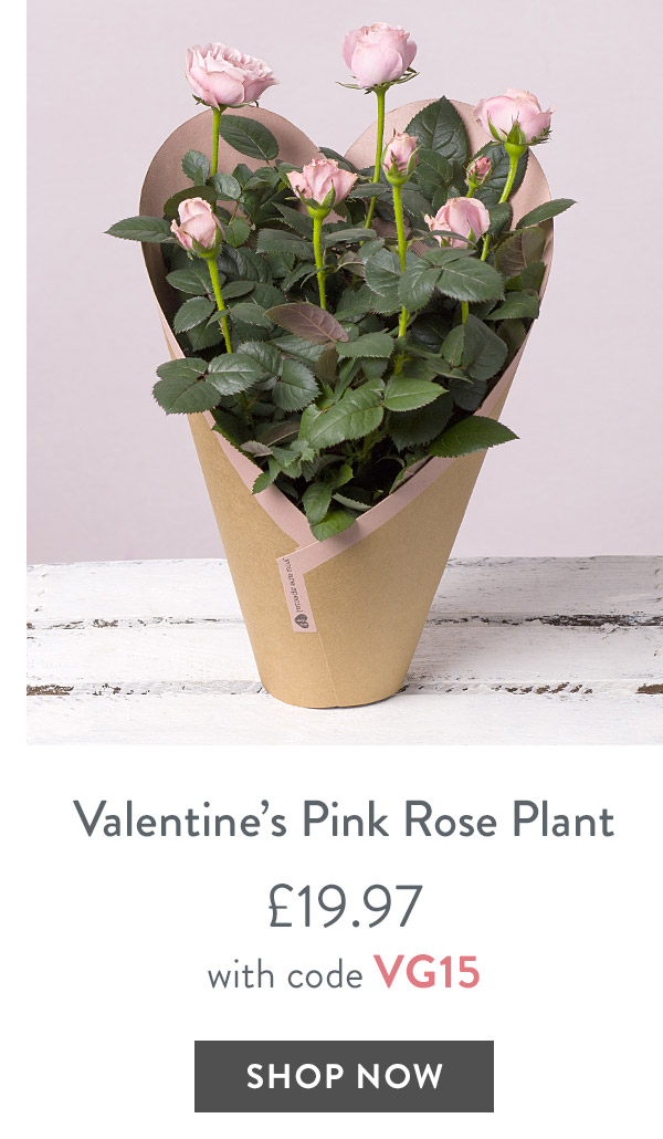 Valentine's Red Rose Plant - only &pound;19.97 with code