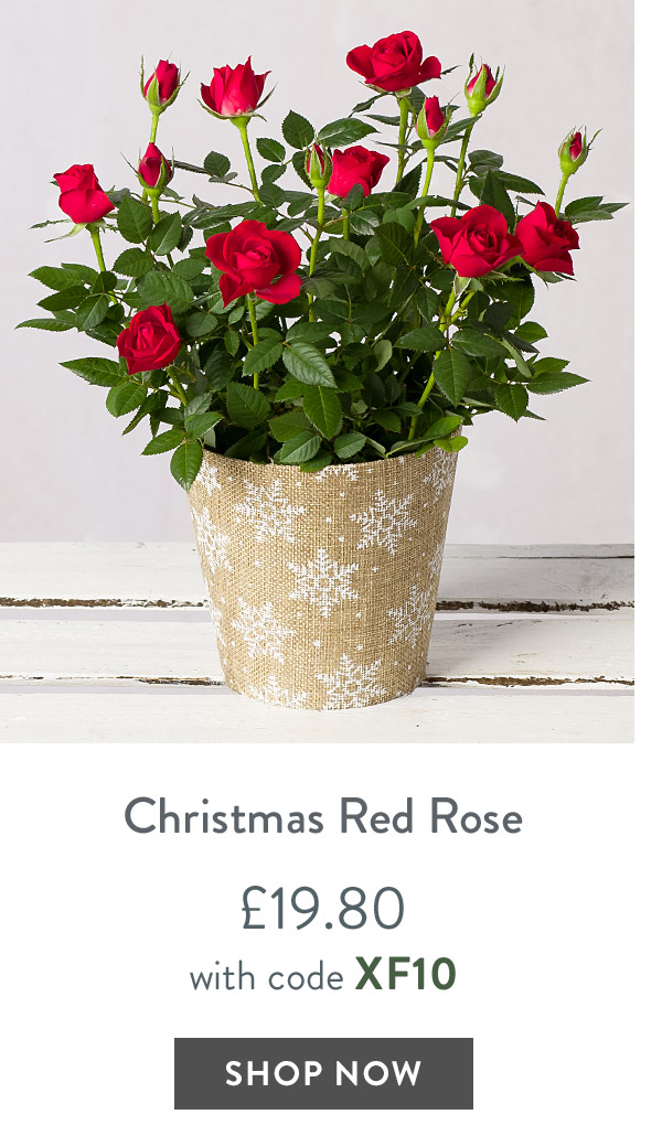 Christmas Red Rose - only &pound;19.80 with code