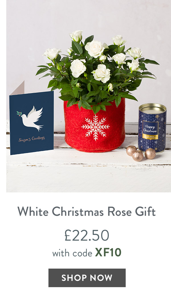 White Christmas Rose Gift - only &pound;22.50 with code