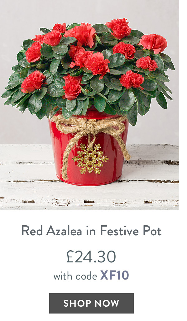 Red Azalea in Festive Pot - only &pound;24.30 with code
