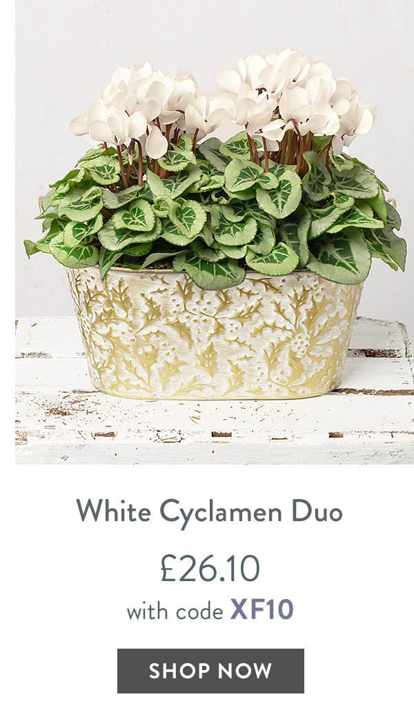 White Cyclamen Duo - only &pound;26.10 with code