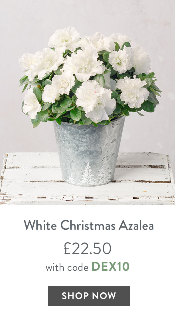 White Christmas Azalea - only &pound;22.50 with code