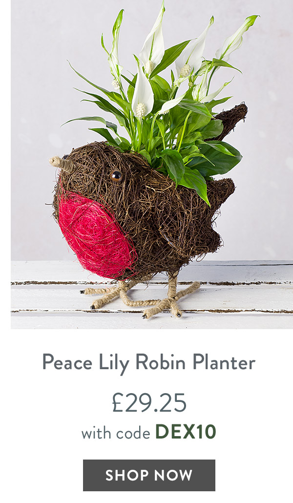 Peace Lily Robin Planter - only &pound;29.25 with code