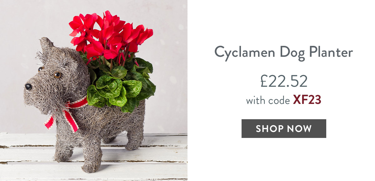 Cyclamen Dog Planter - only &pound;22.52 with code