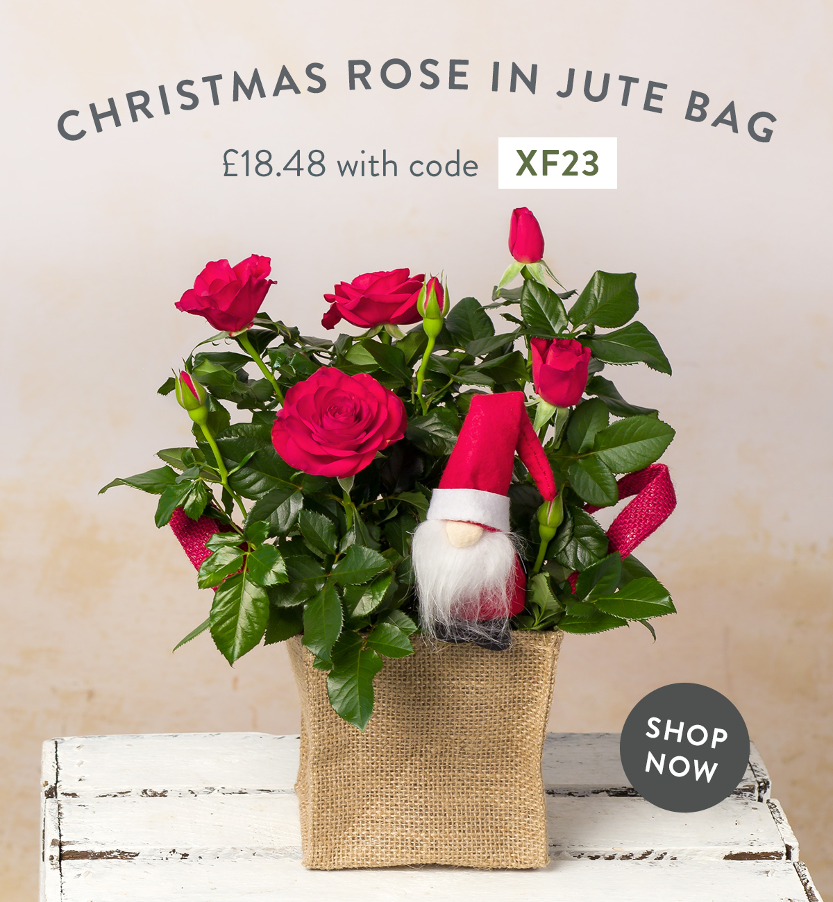 Christmas Rose in Jute Bag - only &pound;18.48 with code