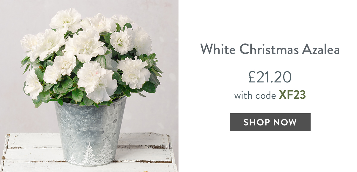 White Christmas Azalea - only &pound;21.20 with code