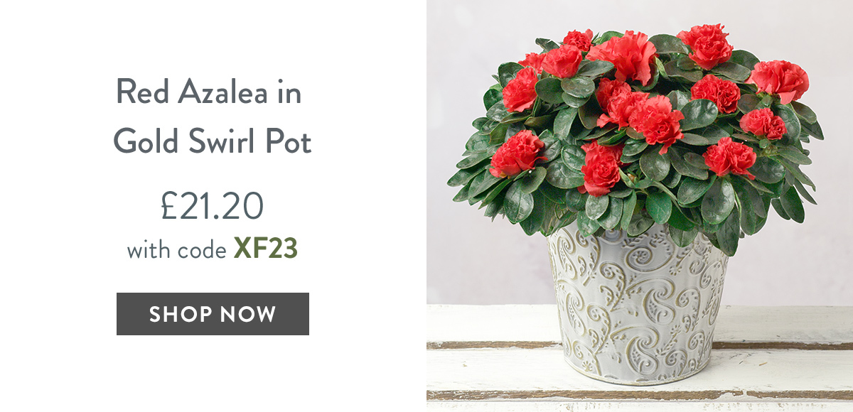 Red Azalea in Gold Swirl Pot - only &pound;21.20 with code