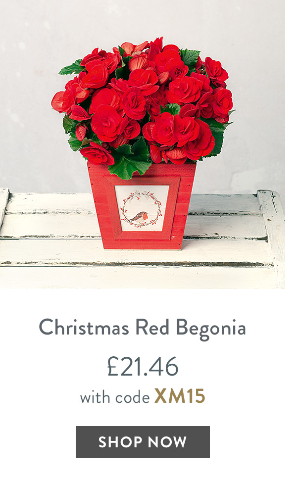 Christmas Red Begonia - only &pound;21.46 with code