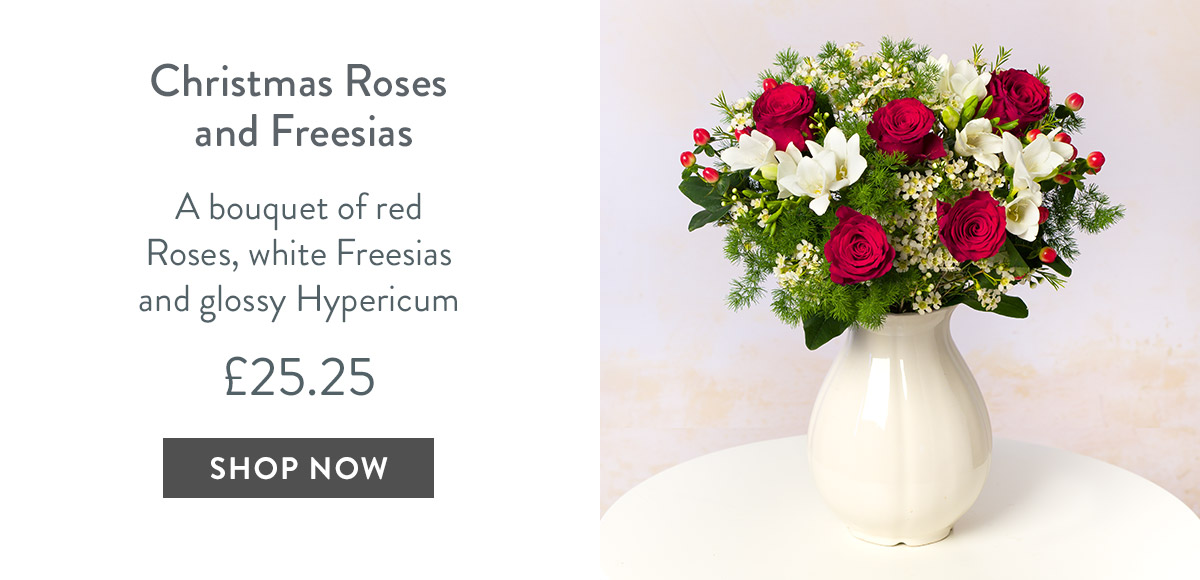 Christmas Rose and Freesias - only &pound;31.25