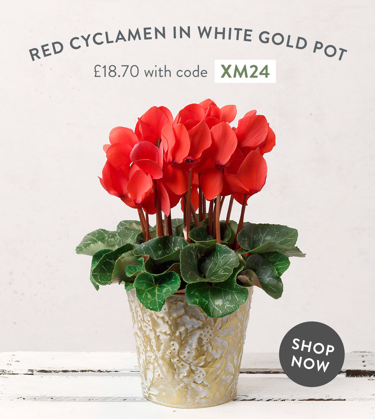 Red Cyclamen in White Gold Pot - only &pound;18.70 with code
