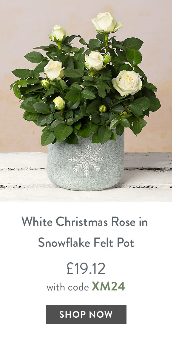 White Christmas Rose in Snowflake Pot - only &pound;19.12 with code