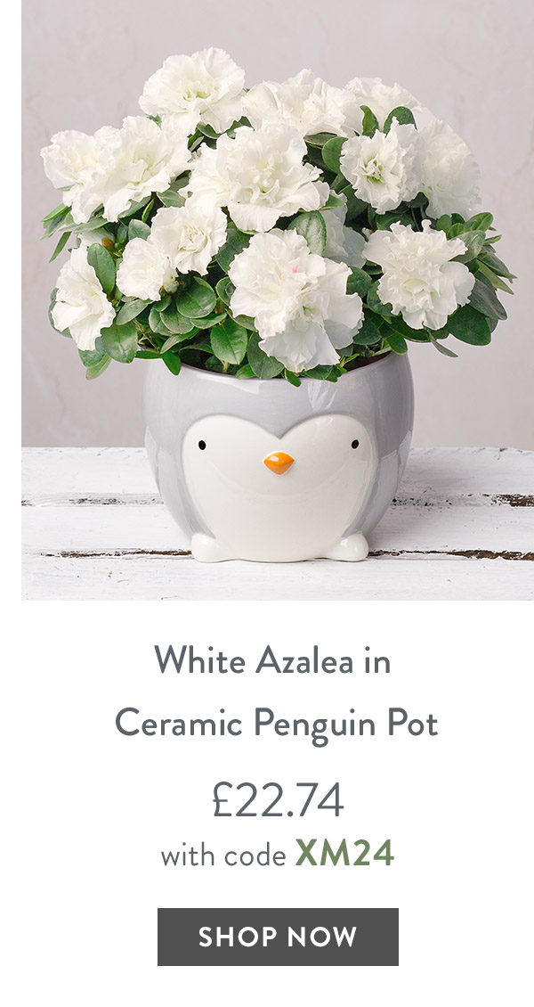 White Azalea in Ceramic Penguin Pot - only &pound;22.74 with code