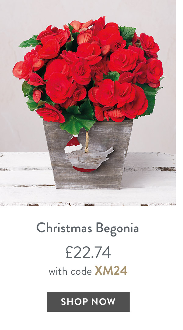 Christmas Begonia - only &pound;22.74 with code