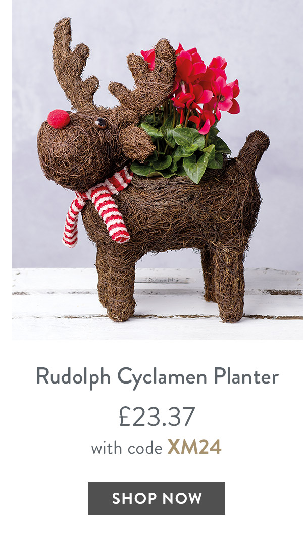 Rudolph Cyclamen Planter - only &pound;23.37 with code
