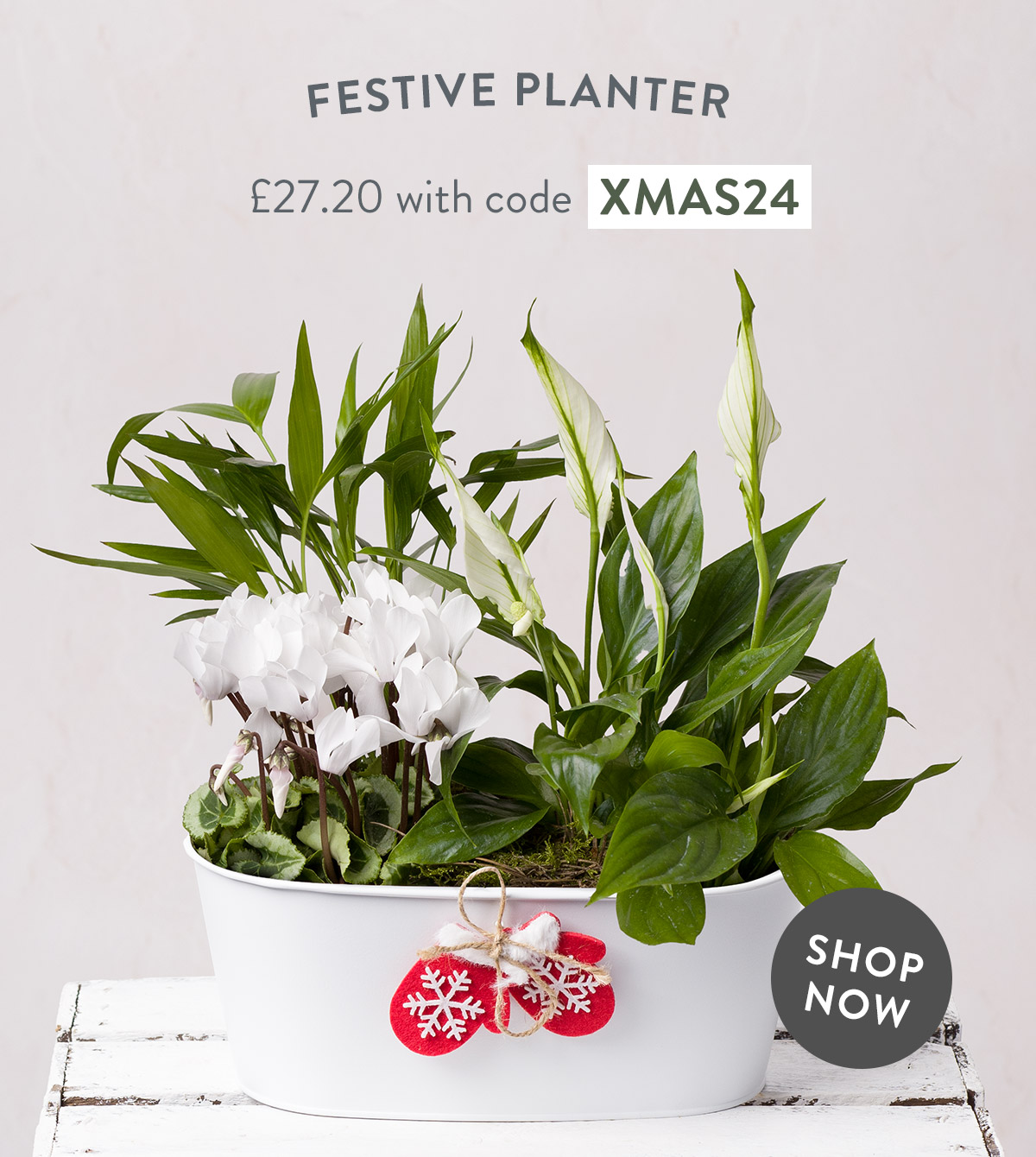 Festive Planter - only &pound;27.20 with code