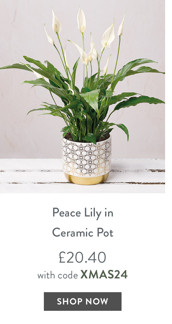 Peace Lily in Ceramic Pot - only &pound;20.40 with code