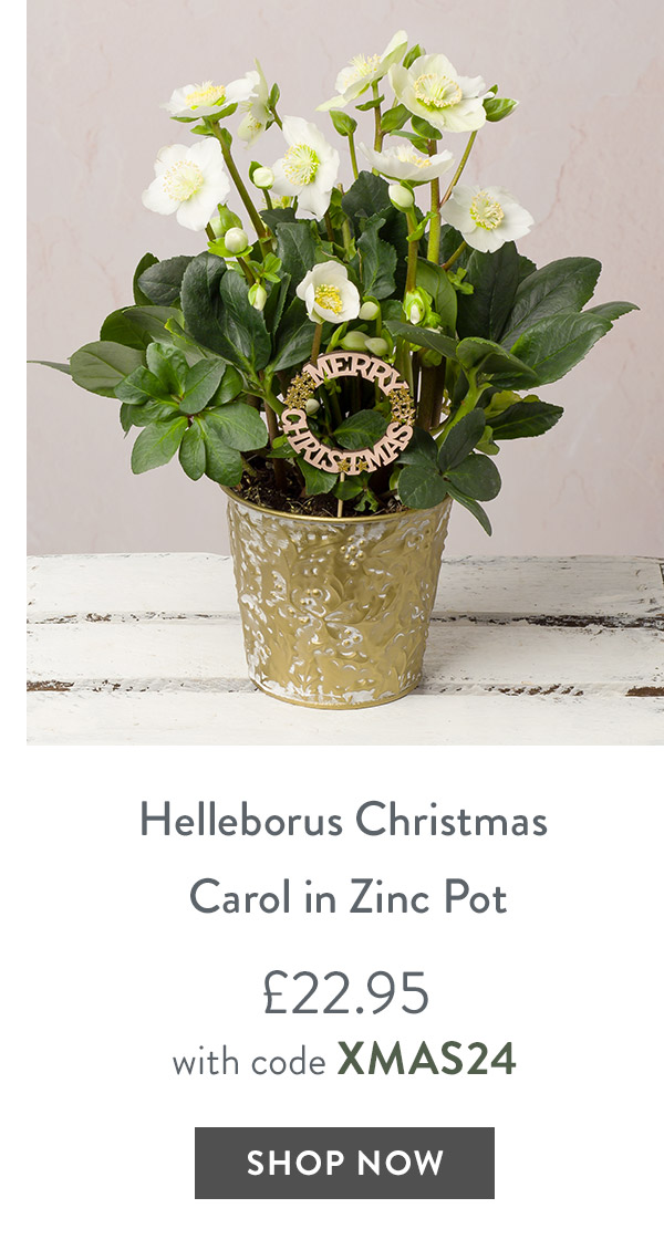 Helleborus Christmas Carol in Zinc Pot - only &pound;22.95 with code
